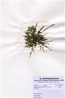 藏品(藍子藻)的圖片